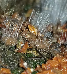 Spinellus fusiger