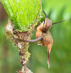 Phaethornis striigularis