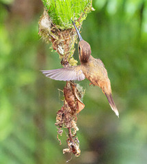 Phaethornis striigularis