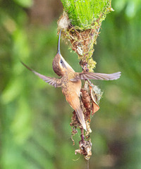 Phaethornis striigularis