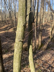 Betula lenta