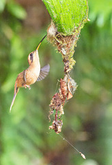 Phaethornis striigularis