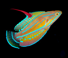 Paracheilinus flavianalis