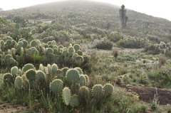 Opuntia robusta