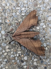 Marumba cristata bukaiana