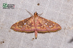 Ischnurges gratiosalis