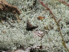 Erynnis lucilius