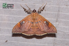 Rectipalpula billeti