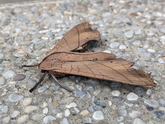 Marumba cristata bukaiana