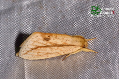 Saliocleta postica