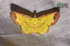 Corymica latimarginata