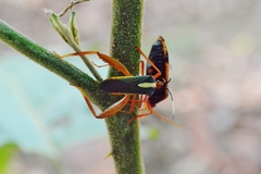 Lucullia flavovittata