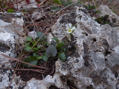 Viola arvensis