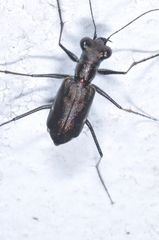 Odontocheila chrysis
