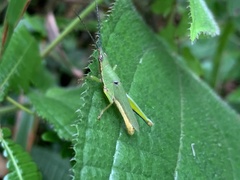 Tagasta marginella