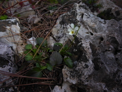 Viola arvensis