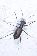 Odontocheila chrysis