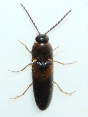 Ampedus areolatus