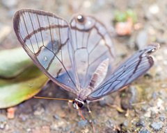 Dulcedo polita