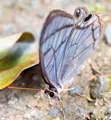 Dulcedo polita