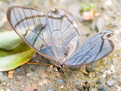 Dulcedo polita