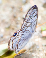 Dulcedo polita