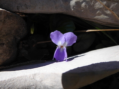 Viola alba