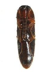Ampedus areolatus