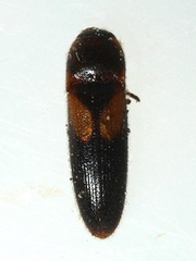 Ampedus areolatus