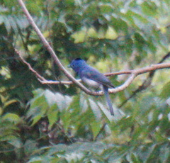 Hypothymis azurea oberholseri