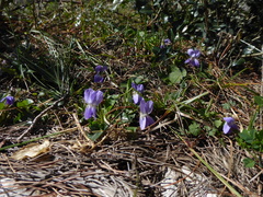 Viola alba