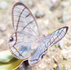 Dulcedo polita