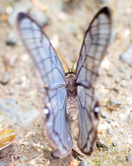 Dulcedo polita