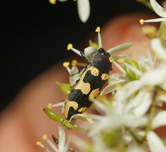 Castiarina interstitialis