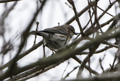 Setophaga coronata coronata