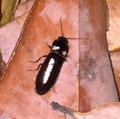 Phanophorus perspicax