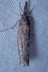 Neodactria luteolellus