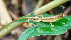 Anolis humilis