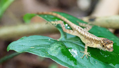 Anolis humilis