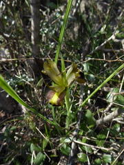 Iris tuberosa