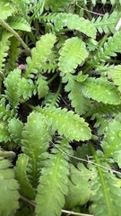 Leptinella
