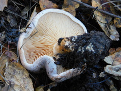 Lactarius argillaceifolius megacarpus