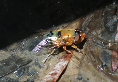 Austalis pulchella