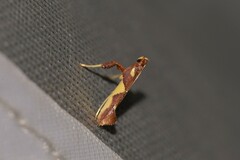 Caloptilia xanthopharella