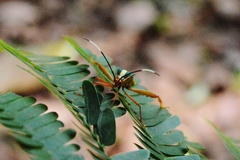 Lucullia flavovittata