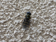Metasyrphus