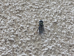 Metasyrphus