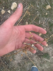 Penstemon spectabilis