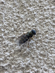Metasyrphus