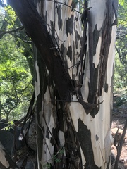 Chloroleucon mangense